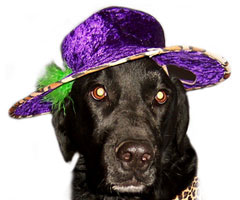 cute dog