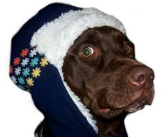 cute dog