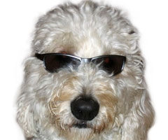 cute dog