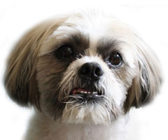 cute dog